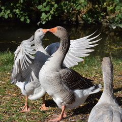 Two geese kissing - Küssende Gänse