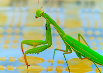 close up photo of a beautiful big praying Mantis green insect