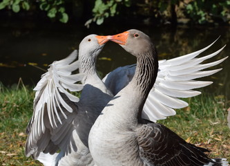 Two kissing geese - Gänse küssen sich