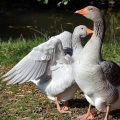 Pair of domestic geese - Zwei Hausgänse