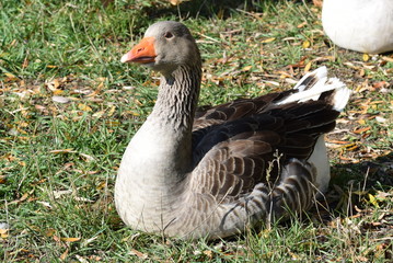 Domestic goose - Hausgans