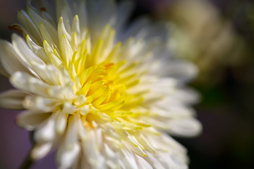 white chrysanthemum