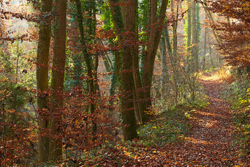 Obraz premium Herbst