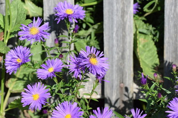 Michaelmas daisies with bee - Herbstastern mit Biene