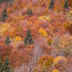 colorful autumn leaves in black forest, Germany
