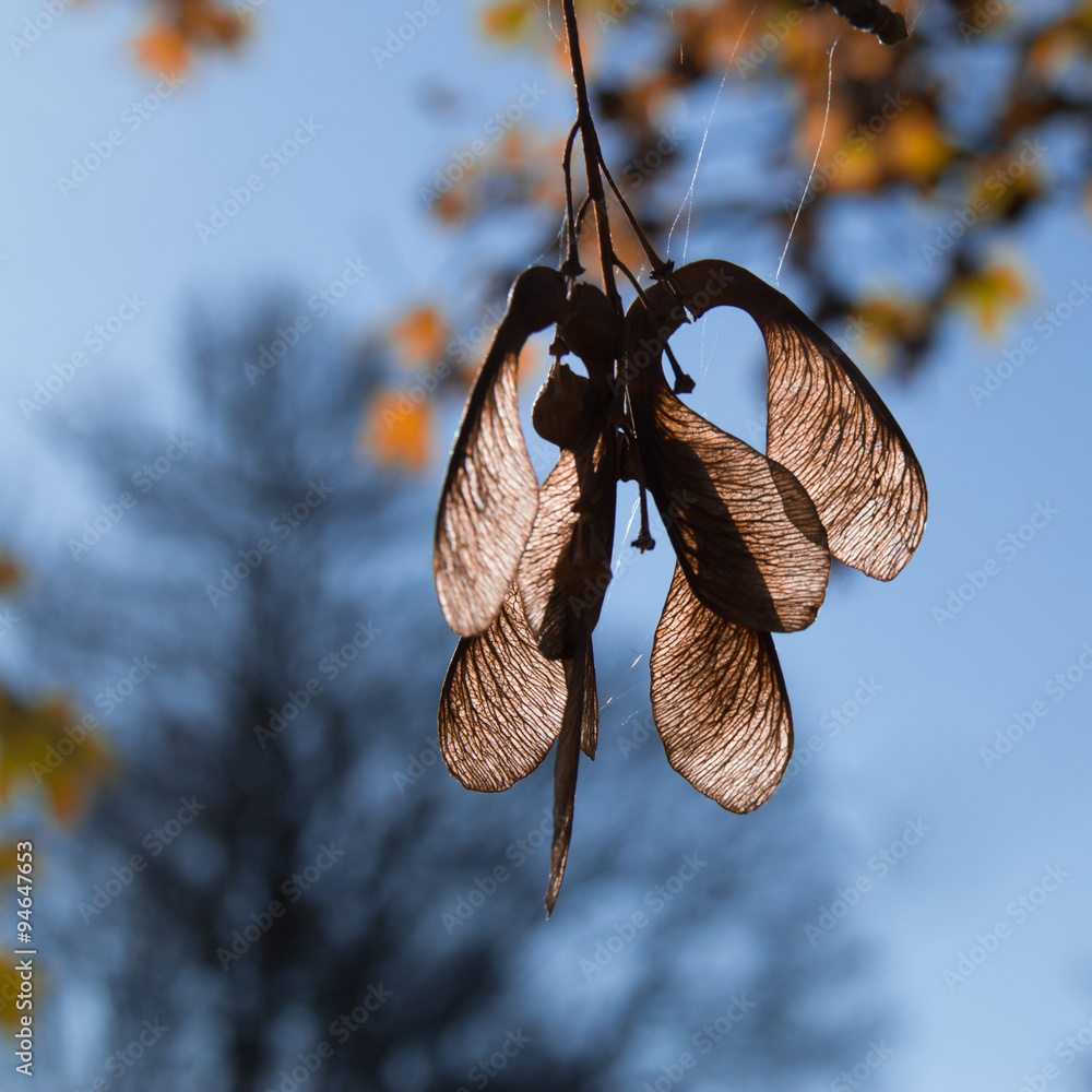 Canvas Prints maple seeds autumn