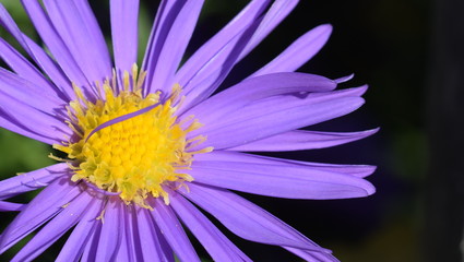 Michaelmas daisy close-up