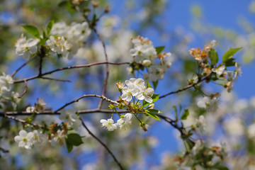 apple blossoms  in sunlight