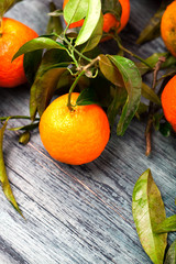 Frische Bio Clementinen  