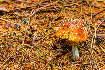 Mushrooms in the woods with autumn colours