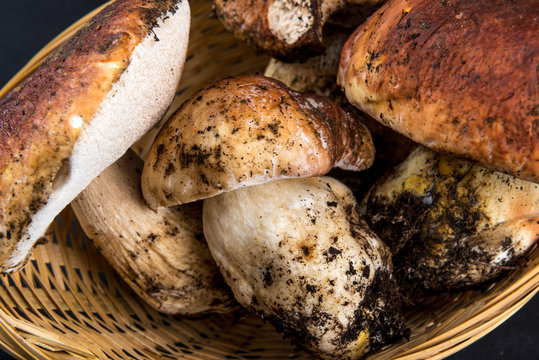 Funghi porcini nel cestino di vimini isolati su sfondo nero
Funghi porcini nel cestino di vimini isolati su 
sfondo nero



