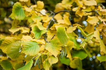feuilles de noisetier en automne