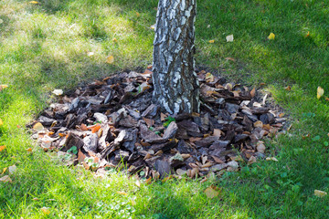 bark around trees