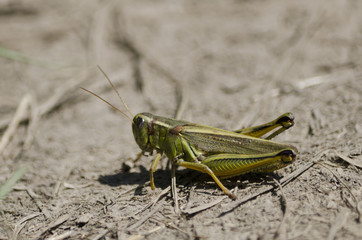 Big green grasshopper on a dusty path with dried grass bits