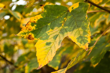 feuilles d'érable sycomore en automne