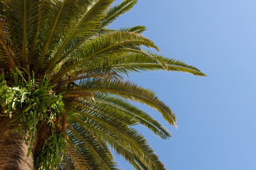 Fototapeta na wymiar a close-up look up the palm tree in front of a clear blue sky on a sunny day