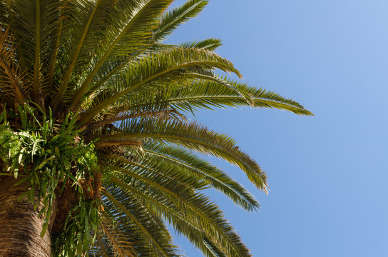 a close-up look up the palm tree in front of a clear blue sky on a sunny day © NRoytman Photography