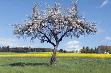 Fototapeta premium Apfelbaum, Apfelbluete
