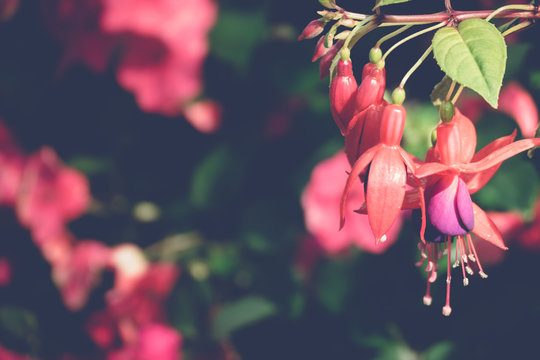 Beautiful blooming orchids in forest