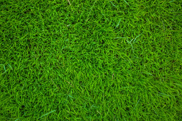 Green grass background texture.
