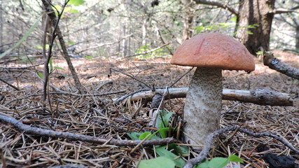 Boletus