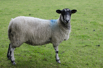 Sheep in hills and valleys derbyshire churches and bridges country hall
