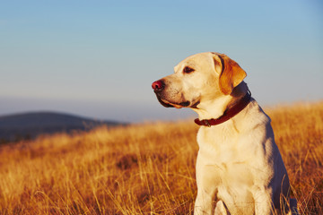 Dog at the sunset