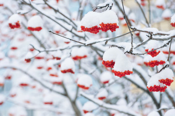 Winter bright landscape with snow-covered mountain ash