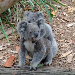 Papier Peint photo autocollant Koala Koala et bébé Koala