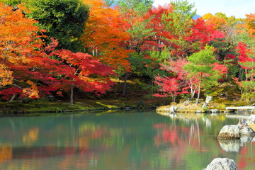 日本の紅葉