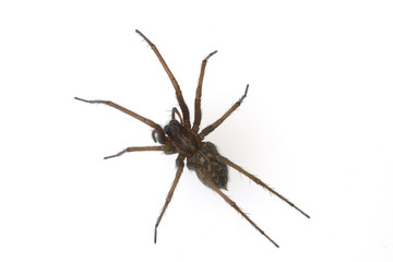 Hausspinne, Grosse, Winkelspinne