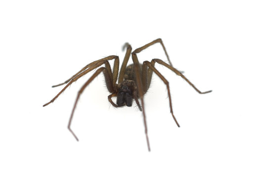 Hausspinne, Grosse, Winkelspinne