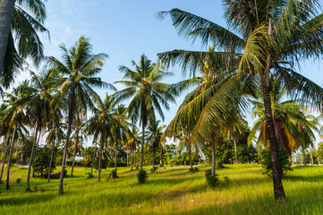 grove of coconut trees on a sunny day