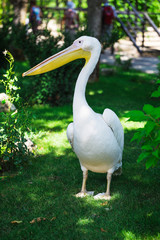 Beautiful white pelikan on green lawn