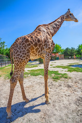 giraffe