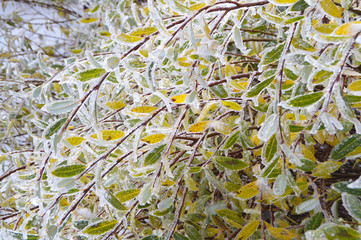 Glassy Branches with Colourful Autumn Leaves