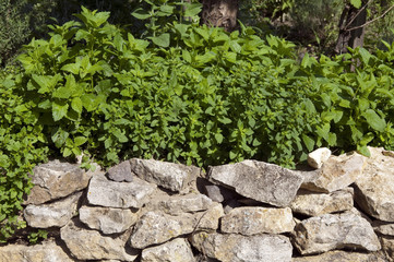 Trockenmauer, Kuechenkraeuter