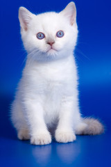 Obraz premium White fluffy kitten with blue eyes on a blue background