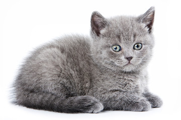 Fluffy gray kitten British (isolated on white)