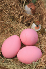 pink pickled preserved egg