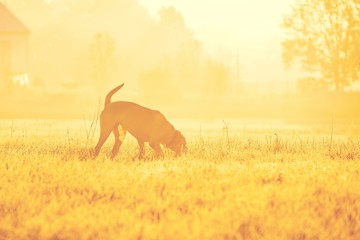 Dog at the sunrise