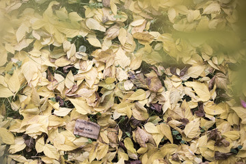 Small board with the word autumn written on it