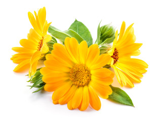 Calendula. Marigold flowers with leaves isolated on white