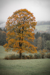 Bergahorn im Herbst stilvoll fotografiert