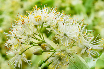 Linden flowers background. Soft focus.