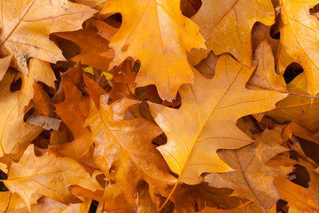 Autumn oak leaves