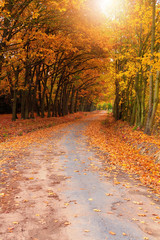 Red and colorful autumn colors in the forest with a road
