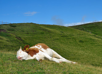 sleeping cow on a high mountain pasture. Alps, Italy.