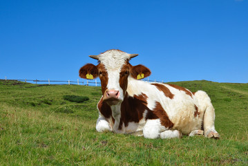 lying cow on a high mountain pasture. Alps, Italy.