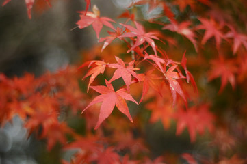Red maple leaves during fall foliage in Japan